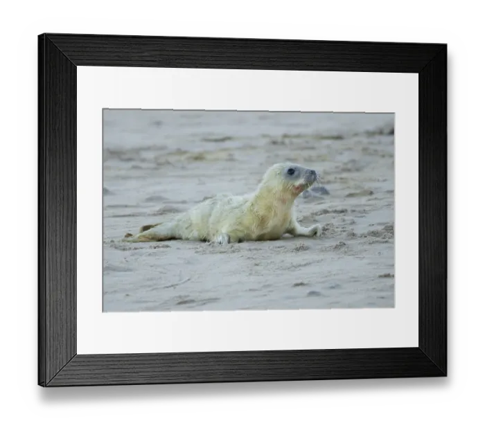 Framed Print : Grey seal (Halichoerus grypus) juvenile baby pup animal resting on a sandy beach in winter