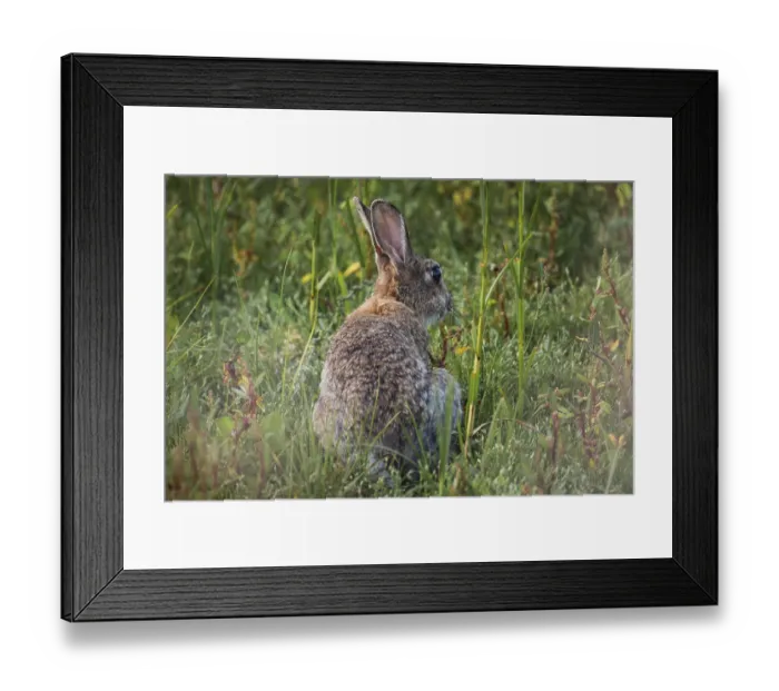Framed Print : Wild rabbit (Oryctolagus cuniculus) adult Framed Print : Wild rabbit (Oryctolagus cuniculus) adult