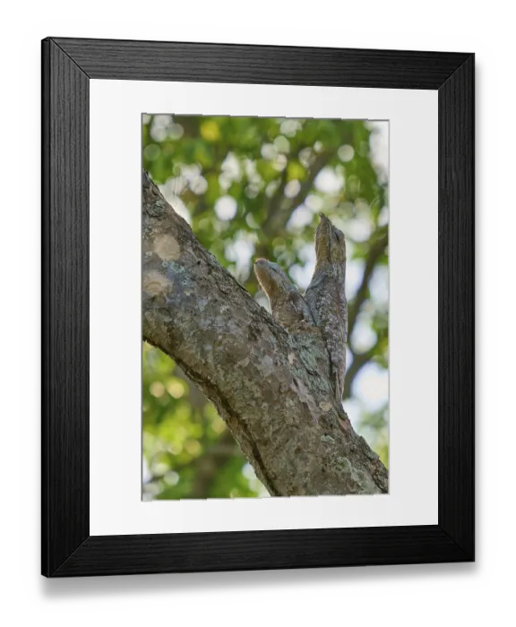 Framed Print : In the sunlight, a bird with a young bird rests on a tree trunk Framed Print : In the sunlight, a bird with a young bird rests on a tree trunk