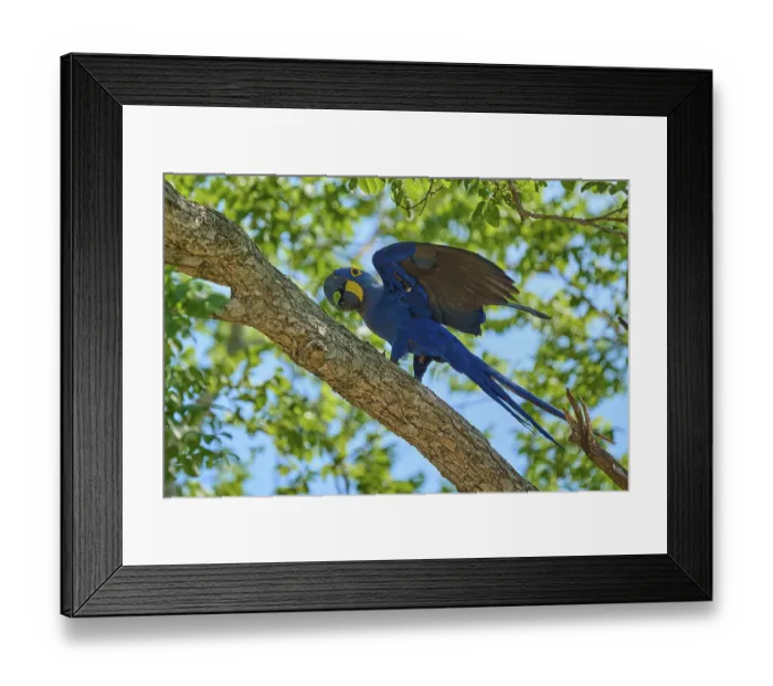 Framed Print : A blue macaw with spread wings on a branch