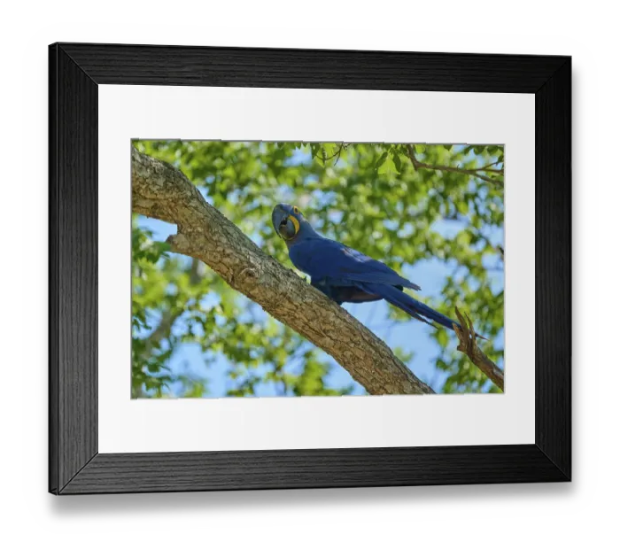 Framed Print : A blue macaw sits alone on a branch