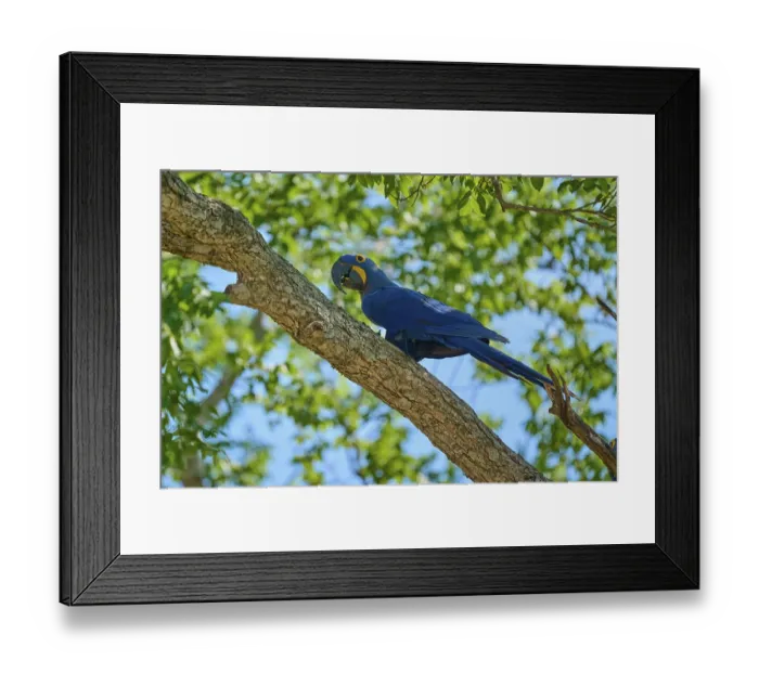 Framed Print : Blue Hyacinth Macaw sitting on a tree branch with sunny background Framed Print : Blue Hyacinth Macaw sitting on a tree branch with sunny background