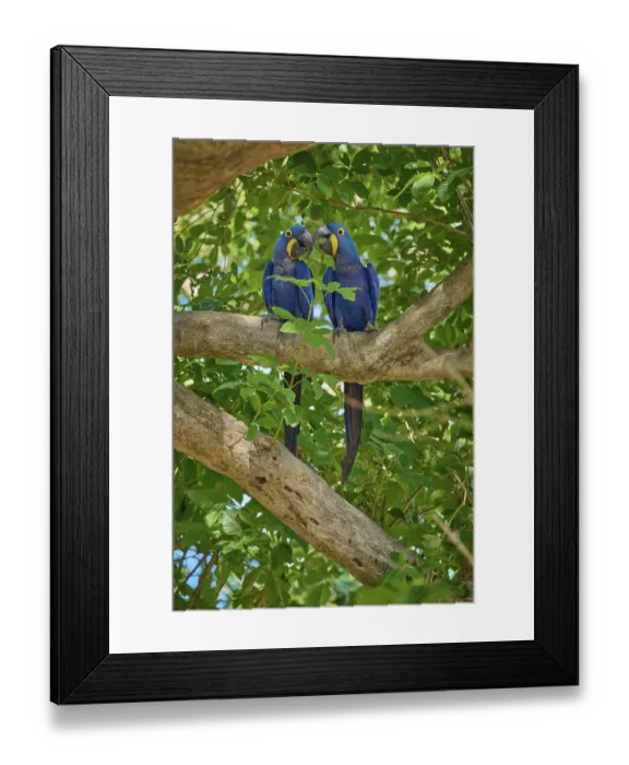 Framed Print : Two Hyacinth Macaws sitting on a tree and gently touching their beaks Framed Print : Two Hyacinth Macaws sitting on a tree and gently touching their beaks