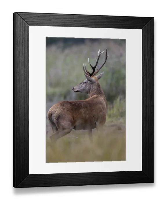 Framed Print : A few metres away from me, the red deer (Cervus elaphus) steps out of its daytime hiding place onto a marshy meadow Framed Print : A few metres away from me, the red deer (Cervus elaphus) steps out of its daytime hiding place onto a marshy meadow