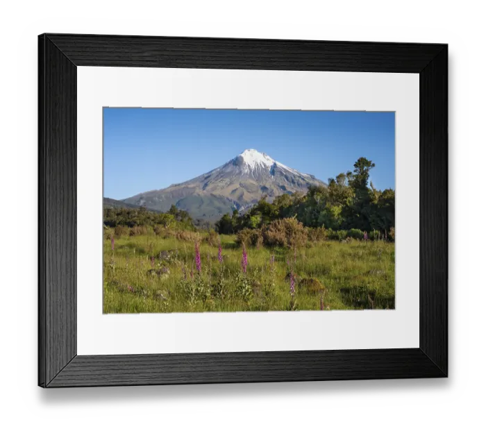 Framed Print : Mount Taranaki, in the foreground blooming foxglove (Digitalis purpurea) Egmont National Park