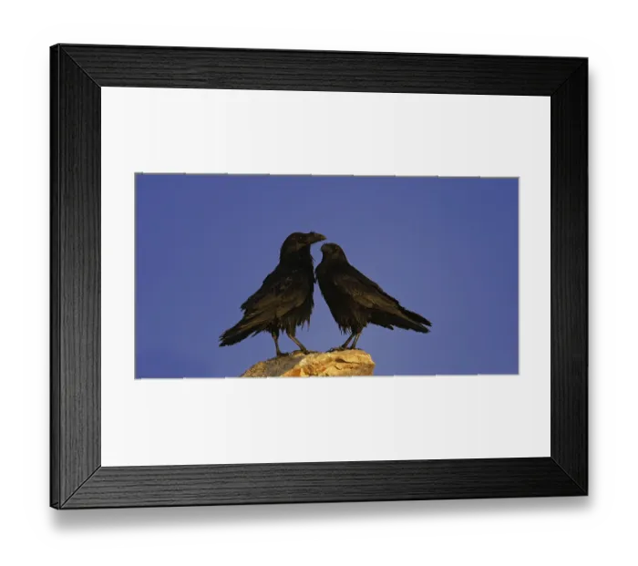 Framed Print : Common raven (Corvus corax), semi-desert Framed Print : Common raven (Corvus corax), semi-desert