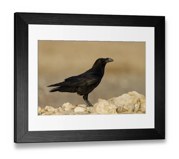 Framed Print : Raven (Corvus corax), semi-desert Framed Print : Raven (Corvus corax), semi-desert