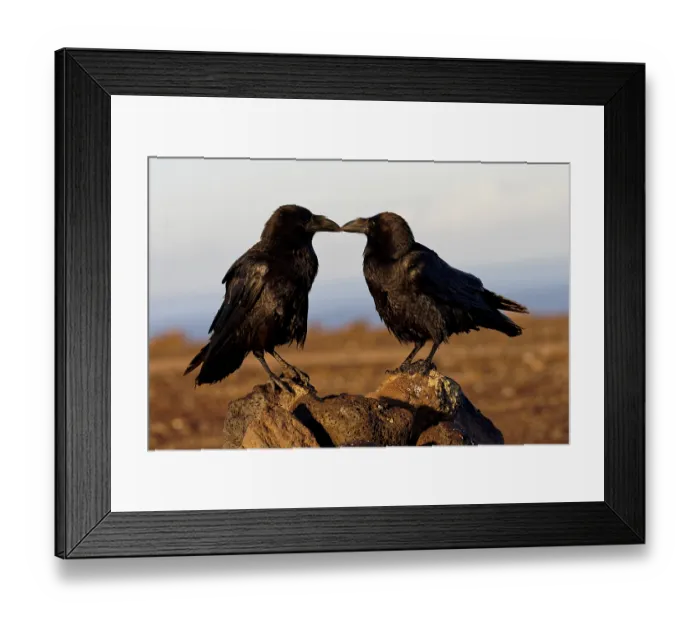 Framed Print : Raven (Corvus corax), pair, semi-desert Framed Print : Raven (Corvus corax), pair, semi-desert
