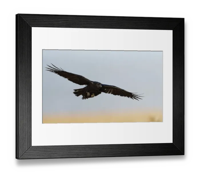 Framed Print : Raven (Corvus corax), flight, semi-desert Framed Print : Raven (Corvus corax), flight, semi-desert