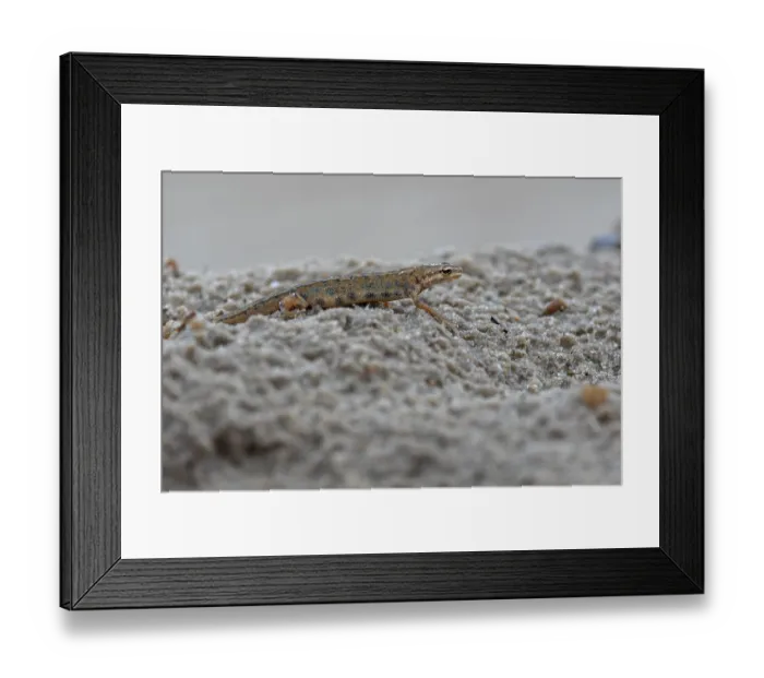 Framed Print : At dusk, the male pond newt (Lissotriton vulgaris)