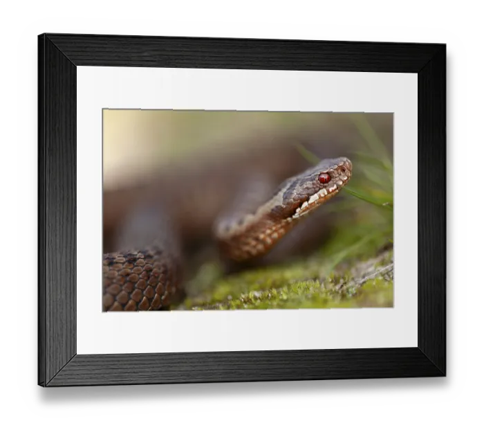 Framed Print : Adder (Vipera berus) Portrait of a copper-red morph Framed Print : Adder (Vipera berus) Portrait of a copper-red morph