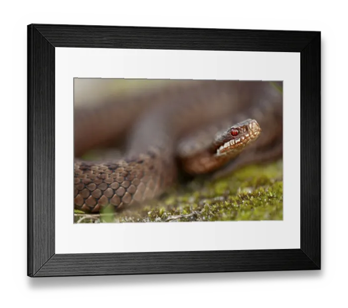Framed Print : Adders (Vipera berus) feed on small mammals