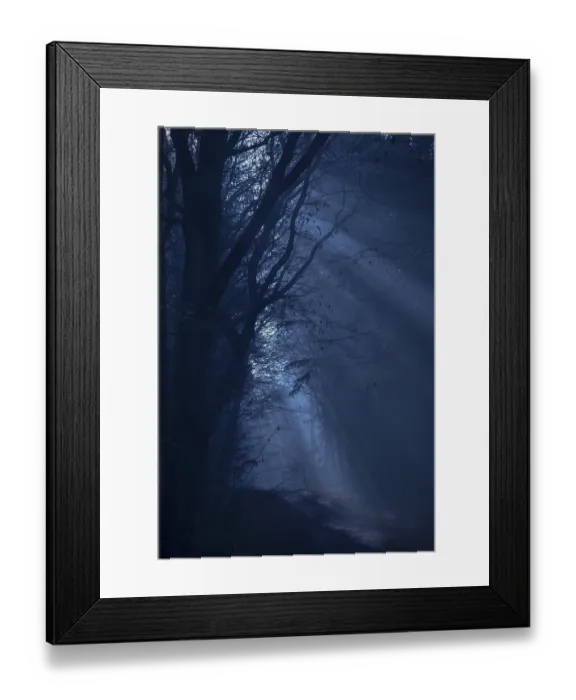 Framed Print : A dark forest in shades of blue with shadows and a mysterious Framed Print : A dark forest in shades of blue with shadows and a mysterious