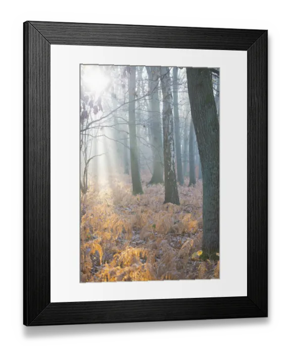 Framed Print : Sunlight breaks through the misty forest and illuminates dead