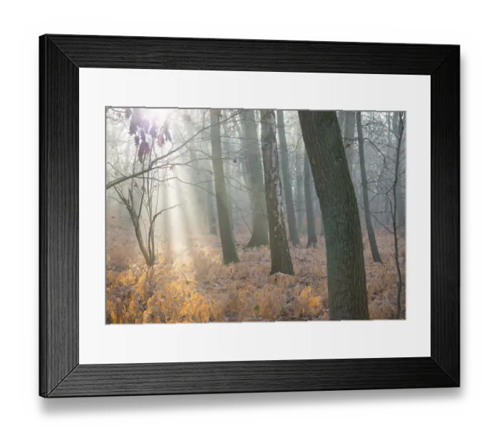 Framed Print : Sunlight in foggy forest, dead