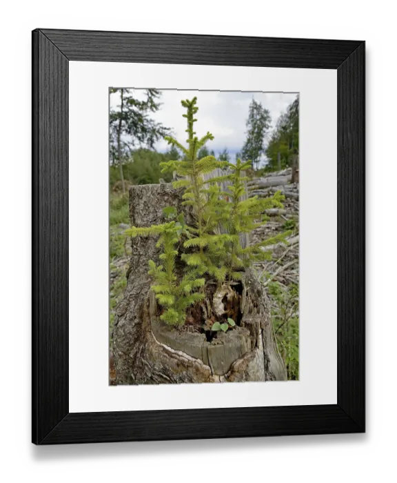 Framed Print : Spruce (Picea abies), young trees growing on a sawn-off and rotten spruce trunk
