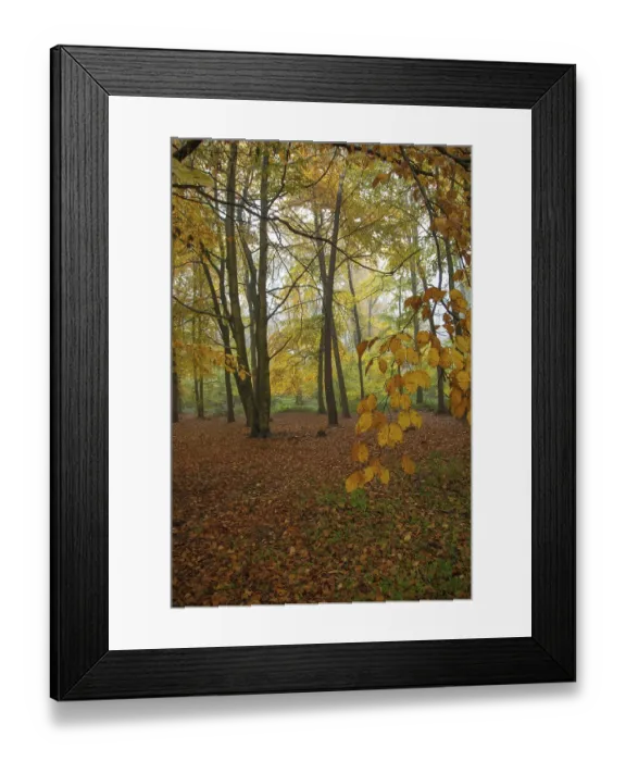 Framed Print : Deciduous forest with yellow autumn leaves on trees and on the ground Framed Print : Deciduous forest with yellow autumn leaves on trees and on the ground