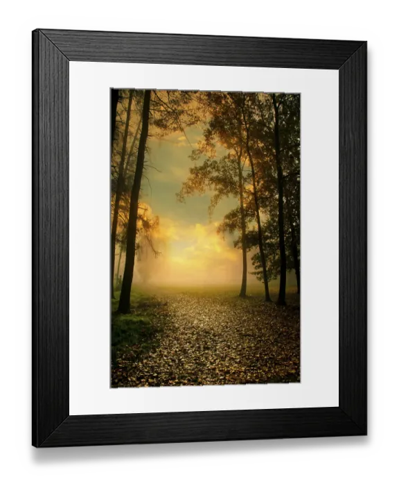Framed Print : Pathway in a forest with golden sunset light filtering through trees Framed Print : Pathway in a forest with golden sunset light filtering through trees