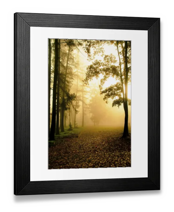 Framed Print : Sunlit misty forest creating a golden and serene morning atmosphere Framed Print : Sunlit misty forest creating a golden and serene morning atmosphere