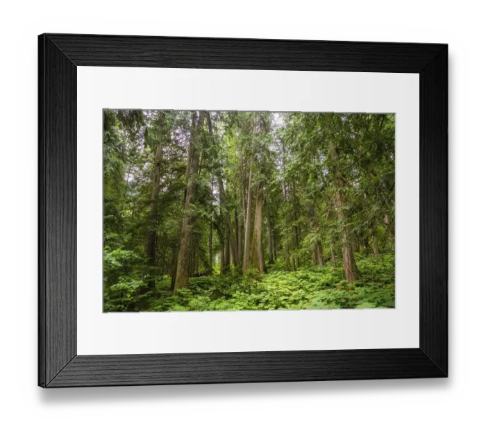 Framed Print : Majestic cedars rise from a vibrant carpet of ferns and devil's club