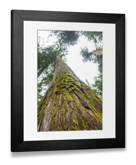 Framed Print : Low angle view of moss growing on a giant cedar tree in a forest located in the canadian rockies