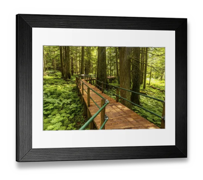 Framed Print : Sunlight filters through the towering hemlock trees