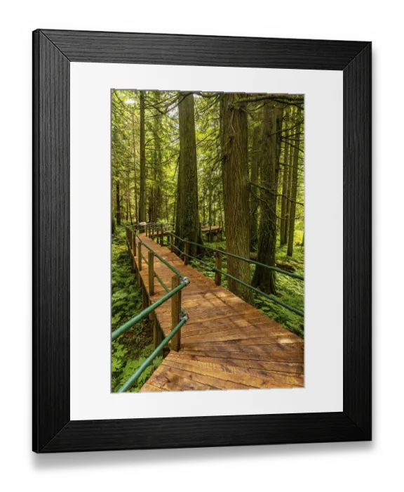 Framed Print : Sunlight filters through the towering hemlock trees