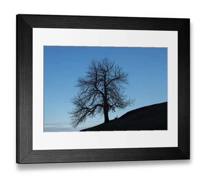 Framed Print : A single standing chestnut tree (Castanea) in late autumn