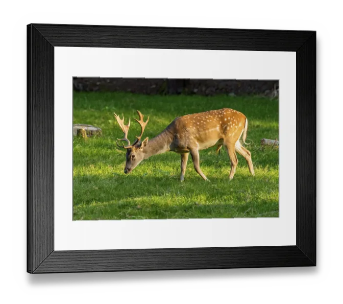 Framed Print : Fallow deer (dama dama), shovel deer Framed Print : Fallow deer (dama dama), shovel deer