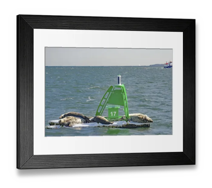 Framed Print : Three seals rest on a buoy in the sea Framed Print : Three seals rest on a buoy in the sea