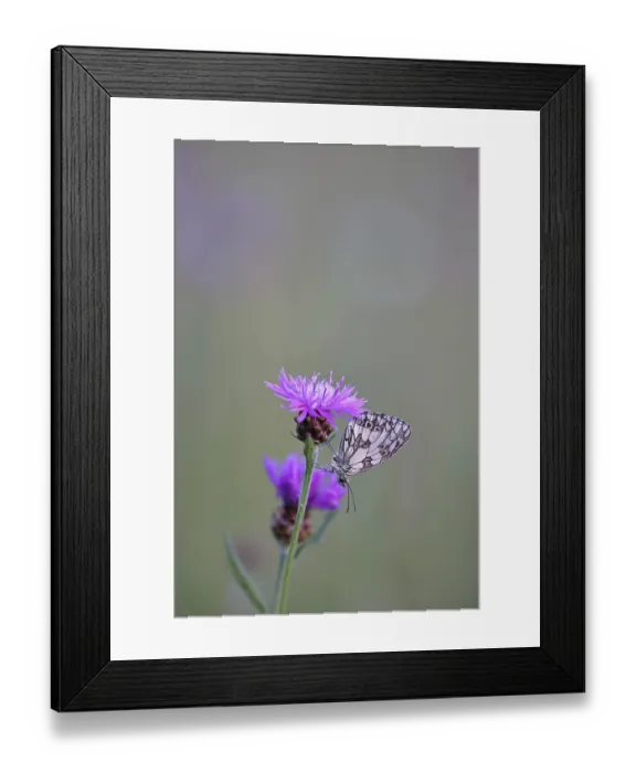 Framed Print : Checkerspot butterfly (Melanargia galathea) in a meadow knapweed (Centaurea jacea)