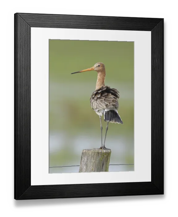 Framed Print : Black-tailed godwit (limosa limosa) Framed Print : Black-tailed godwit (limosa limosa)