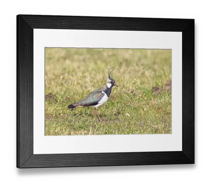 Framed Print : Lapwing (Vanellus vanellus), in splendid plumage
