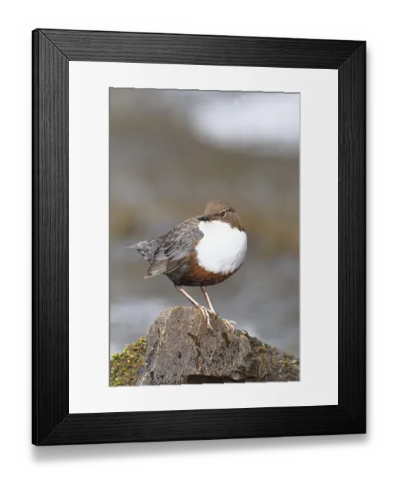 Framed Print : White-throated White-throated Dipper (Cinclus cinclus) standing with prey on a stone in the middle of a stream Framed Print : White-throated White-throated Dipper (Cinclus cinclus) standing with prey on a stone in the middle of a stream