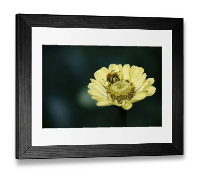 Framed Print : Bee (Apidae) on small yellow flower