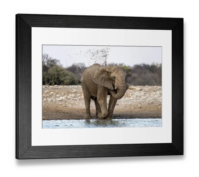 Framed Print : African elephant (Loxodonta africana) splashing itself with mud