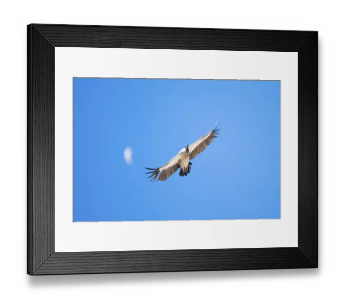 Framed Print : White-backed vulture (Gyps africanus) Framed Print : White-backed vulture (Gyps africanus)