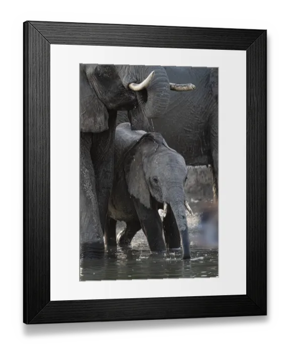 Framed Print : Herd of elephants, African elephant (Loxodonta africana) with young at the waterhole Framed Print : Herd of elephants, African elephant (Loxodonta africana) with young at the waterhole