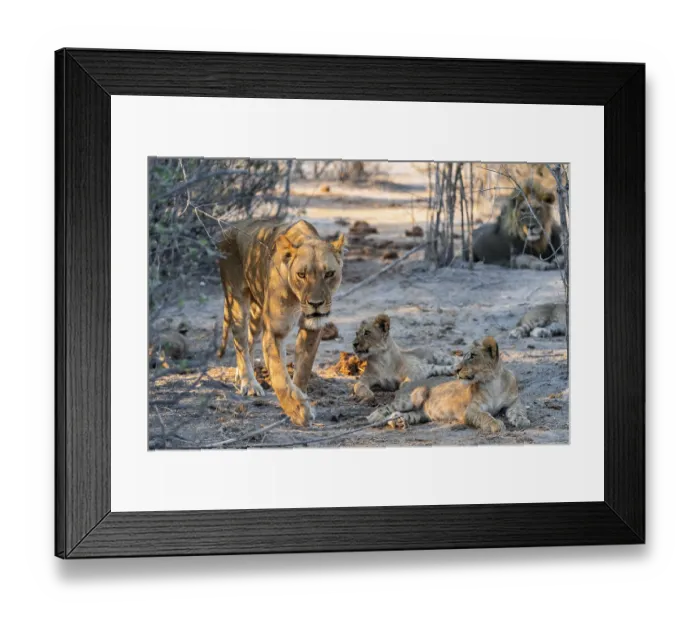 Framed Print : Mother and cubs, lion (Panthera leo) lying Framed Print : Mother and cubs, lion (Panthera leo) lying