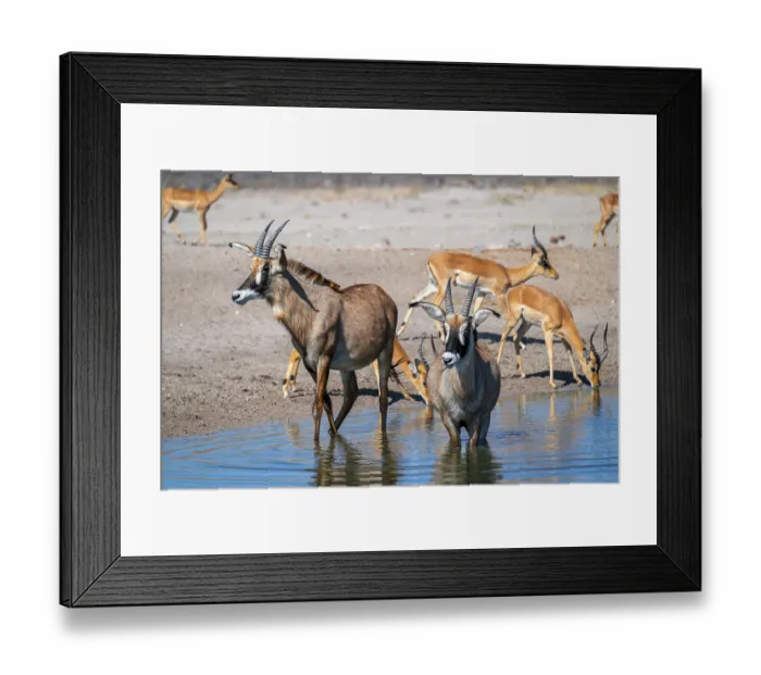 Framed Print : Roan antelope, roan antelope (Hippotragus equinus) drinking