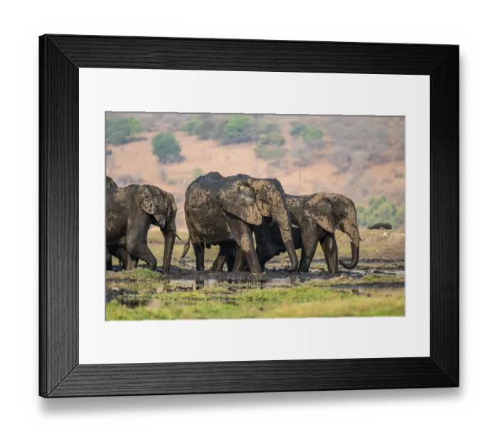 Framed Print : African elephant (Loxodonta africana) full of mud