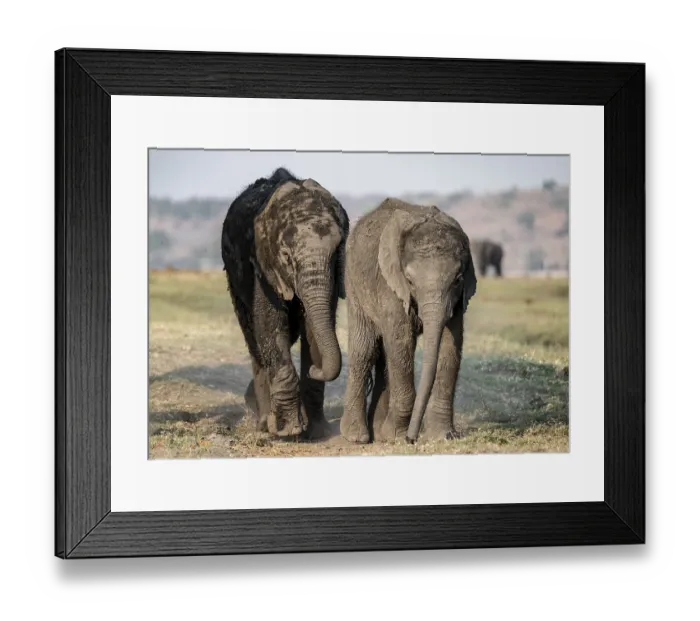 Framed Print : African elephant (Loxodonta africana)