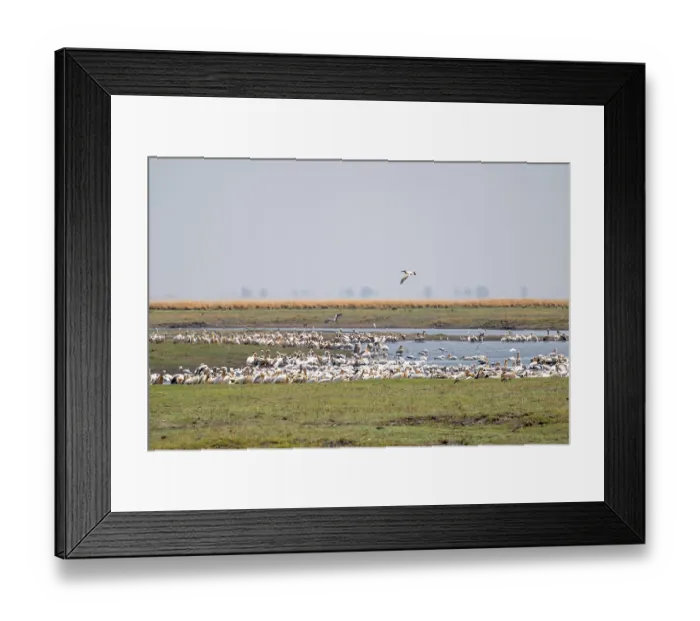 Framed Print : Pink pelican (Pelecanus onocrotalus) Framed Print : Pink pelican (Pelecanus onocrotalus)