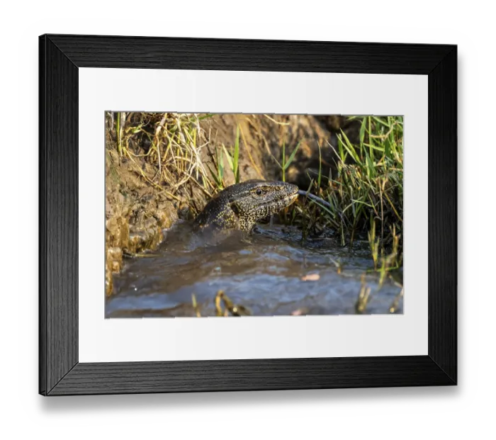 Framed Print : Nile monitor (Varanus niloticus) in the water