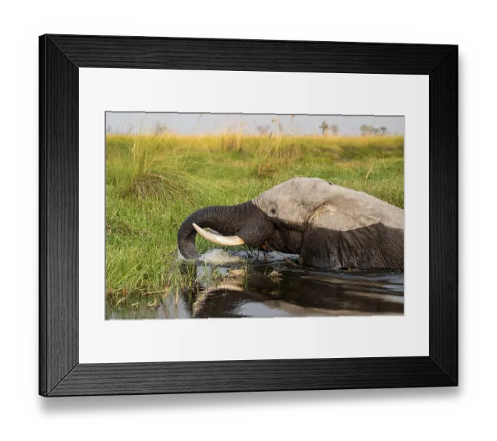 Framed Print : African elephant (Loxodonta africana) swimming in the swamp