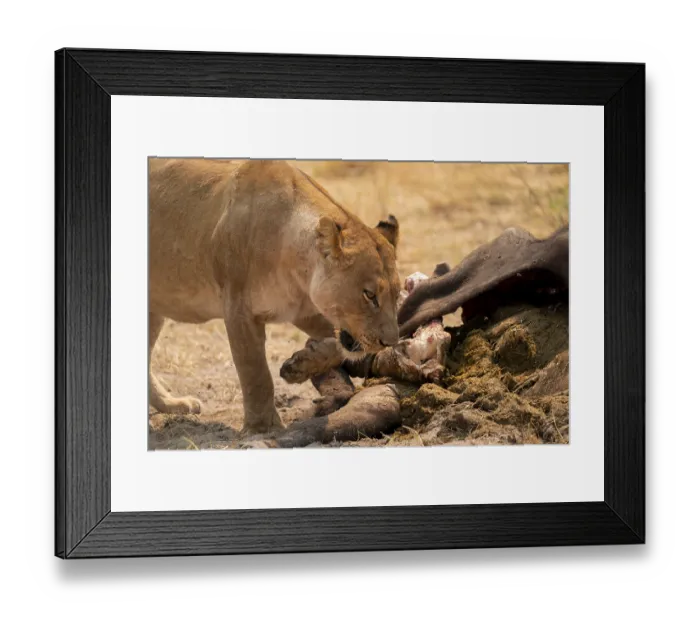 Framed Print : Kill, lion (Panthera leo) eating buffalo Framed Print : Kill, lion (Panthera leo) eating buffalo