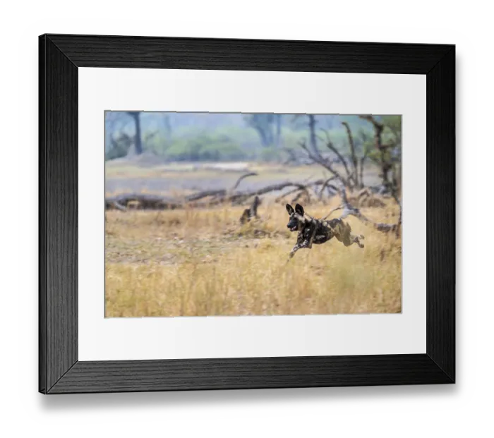 Framed Print : African wild dog (Lycaon pictus) running