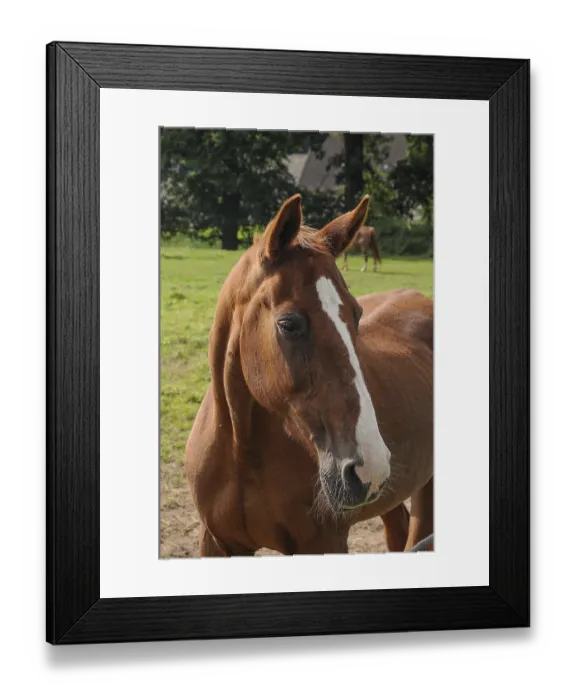 Framed Print : Horse showing relaxed expression with trees and meadow in the background Framed Print : Horse showing relaxed expression with trees and meadow in the background