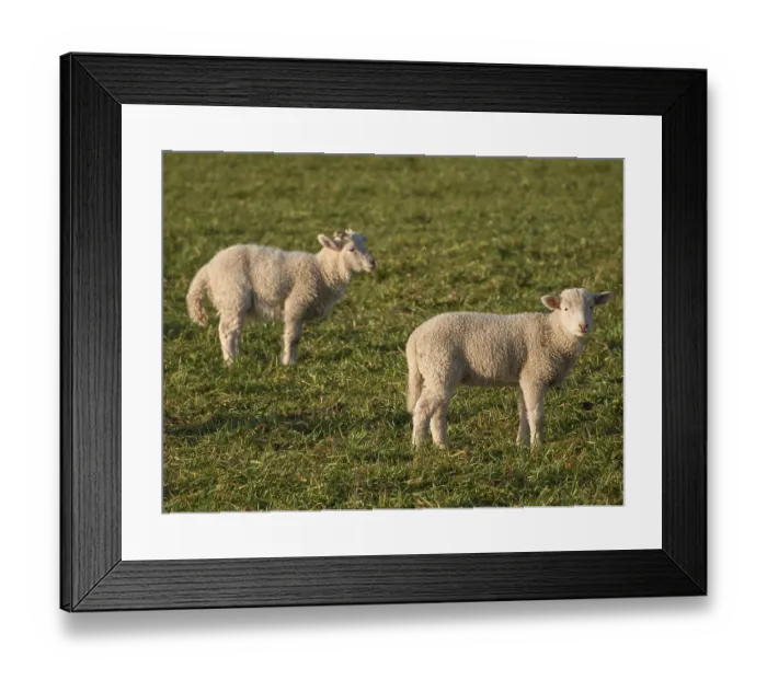 Framed Print : Two young lambs stand side by side on a green field
