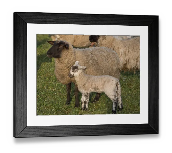 Framed Print : A black and white sheep standing with a lamb on a green pasture